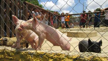 imagem de Escola Hélio - Sorocaba